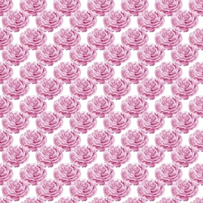 Roses Romantic Vibe // normal scale // white background // roses // pink roses // victorian garden // roses garden // lovely valentin 