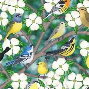 warblers in the flowering dogwood