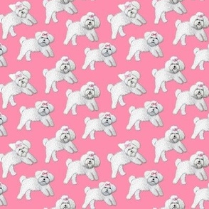 White puppy // Bolognese dog on pink 