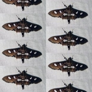 AJ BLACK MOTH WITH WHITE SPOTS 71722 BRBCC-LARGE-HALF DROP