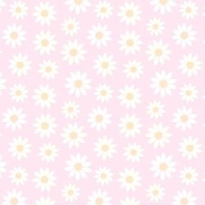 White daisies on pale pink