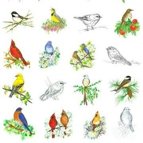 My Bird Collection