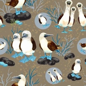 blue footed boobies_8x8