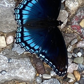 AJ RED SPOTTED PURPLE ON COLORED ROCKS 1 BRBCC-VERTICAL-JUMBO-MIRROR