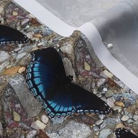 AJ RED SPOTTED PURPLE ON COLORED ROCKS 1 BRBCC-VERTICAL-SMALL-BASIC