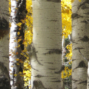 Photo Of Aspen Trees 2011