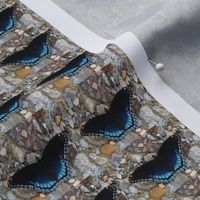 AJ RED SPOTTED PURPLE ON COLORED ROCKS 1 BRBCC-HORIZONTAL-SMALL-BASIC