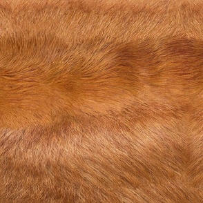 Red Golden Retriever fur 