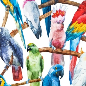 Plethora of Parrots