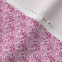 Romantic rose // normal scale // pink background // roses // pink roses // victorian garden // roses garden // lovely valentin 