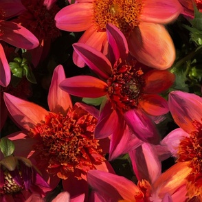 Dahlias in rich colour