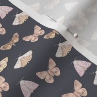 Small Watercolor Moths on Slate
