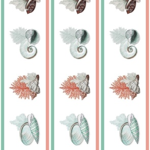 Coquillages (Turquoise  Cora) Wallpaper Border 6x36in