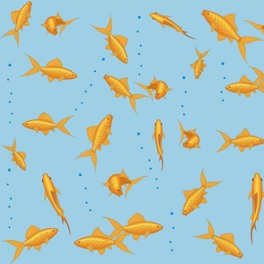 HD Fish Goldfish Bright Desktop Wallpaper  Download Free  145261