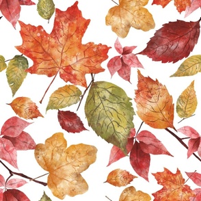 Large // Fall Watercolor Leaves on white 