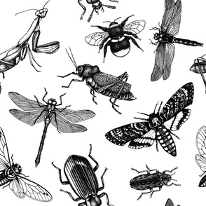 Detailed insects design