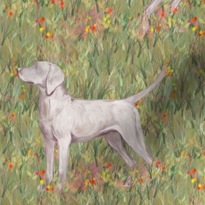 Weimaraner Dog Natural Tail on Short Grass with Wildflowers