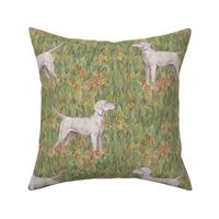 Weimaraner Dog Natural Tail on Short Grass with Wildflowers