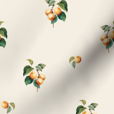 Apricots on Crema // standard