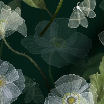 Ethereal Poppies