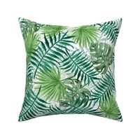 Green Fern Palm and Monstera Tropical Plants