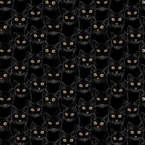 Black Cat Portraits - 6x6
