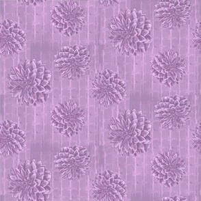 Purple Zinnia