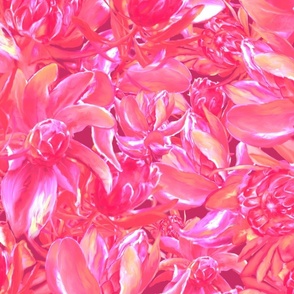 Proteas pink gentle lights 