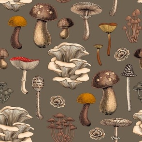 Wild Mushrooms  on bark brown