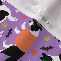 Halloween Border Collie Purple