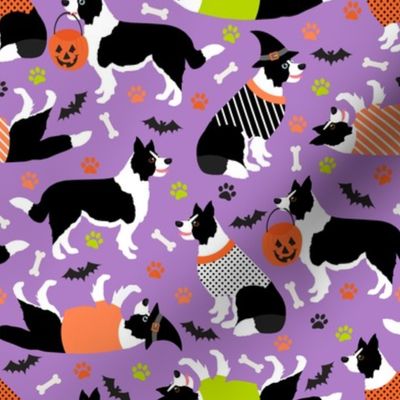 Halloween Border Collie Purple