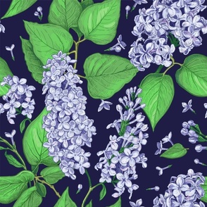 Luxurious light blue flowers and green leaves of Lilac on a dark violet background 18inch