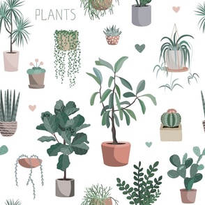 HOME_PLANTS_potted