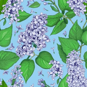 Beautiful light blue flowers and green leaves of Lilac on a sky-blue background  18inch