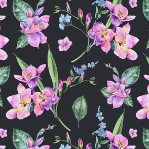 Elegant Pink Freesia Flowers ob Black