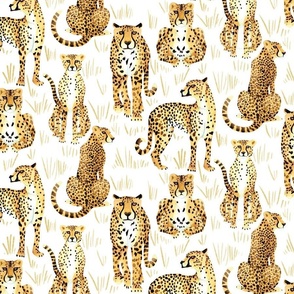 A Lotta Cheetahs