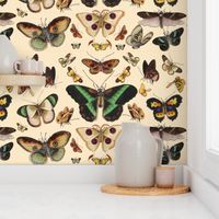 Vintage Butterflies and Moths Collection Decorative Illustration
