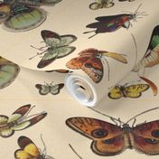 Vintage Butterflies and Moths Collection Decorative Illustration