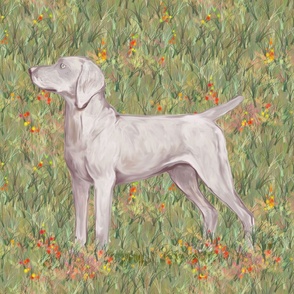 Weimaraner with Docked Tail in Wildflower Field for Pillow