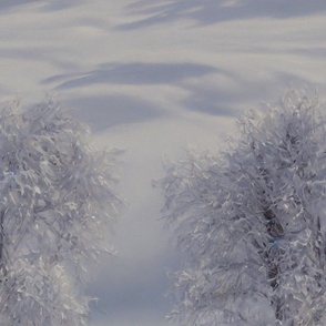 Frost-covered Trees