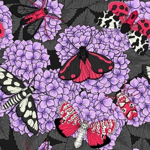 Moths on violet hydrangea