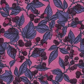 Blackberries on peony pink