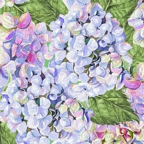 Hydrangeas Periwinkle Blue Large 12 Packed Non-directional