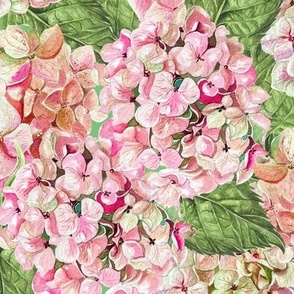 Hydrangeas Light Pink Green  Large 12 Packed Non-Directional