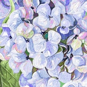 Hydrangeas Periwinkle Blue Purple Extra Large 24 Packed