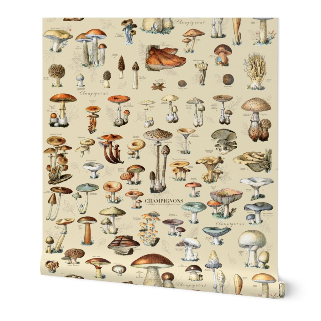 Mushroom Classification Wallpaper in Beige