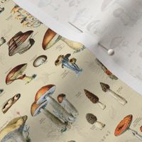 Mushroom Classification Wallpaper in Beige