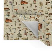 Mushroom Classification Wallpaper in Beige