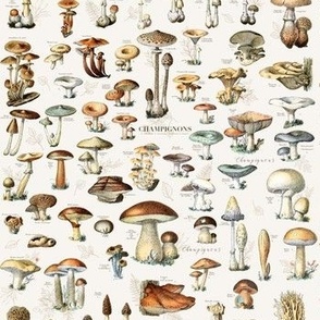 mushroom classification wallpaper in ivory