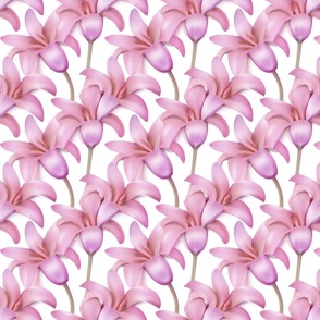 Pink Lilies on White